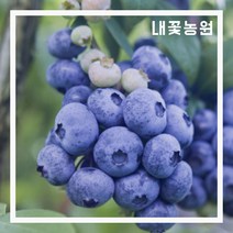 블루베리(오닐) 7치 결실주 화분