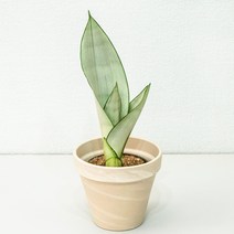 문샤인 산세베리아 감성식물 실내공기정화식물 플랜테리어 카페식물, 4.독일토분_크림, 1개