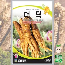 더덕 씨앗 1000립/토종더덕 종자 민속채소, 1개