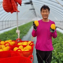 산지직송 성주참외 가정용참외 선물용참외 꼬마참외 2kg 3kg 5kg, 옵션 3. 성주참외 꼬마용 5kg