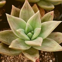 시트리나 예쁜다육 랜덤발송 1204-27, 단품