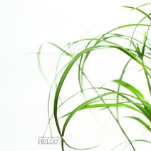 [헬로아쿠아] 수경식물-시페루스-테라리움용 실내 공기정화, 상세 설명 참조