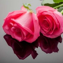 에센셜오일 로즈앱솔루트(3%희석) Rose Oil(Absulute) 3% Dilution in Jojoba E.O, [ 10ml ]