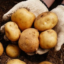 농가살리기 햇감자 햇수미감자 감자5kg 감자10kg, 대 5kg (찜용/요리용), 1개