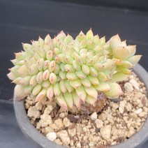 꽃다리 티피철화 50 다육식물 다육철화 아이만배송