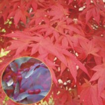 정원 공원 홍 단풍 나무 종자 품종 식물 씨앗 100립 판매 낙엽교목 적 _ 22092786EA, 쿠팡 3번샵 본상품선택