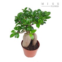 꽃집아가씨 중형화분 인삼펜다 화분지름 15cm