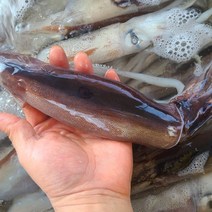 [통영직송] 국내산 선동급냉 초코오징어 1kg(6-7미) 신선도 최상 통찜용 숙회용, 1개