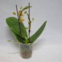 하이시티팜 향기나는 미니호접란 황금방패, 쌍대