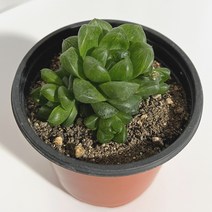 진이팜 하월시아 옵투사