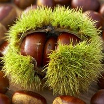 밤나무 밤나무묘목, 옥천옥광밤1년생