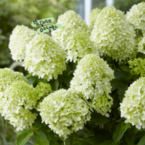 수국 [1포트] 리틀스푸키 (복남이네 야생화 모종 hydrangea) 왜성 목수국, 1개