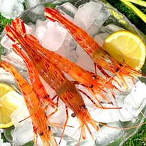 [푸드랍] 활 독도 꽃 닭 새우 도화 단 보리 생 새우 300g, (활)독도 닭새우1kg