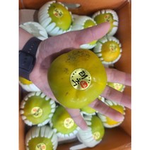 햇단감 창원 태추단감 고당도 배 단감 식감 배감, 3kg(13과내외), 1개