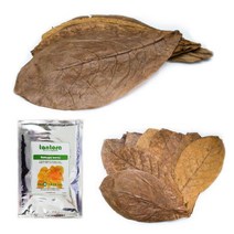 관상어 새우 엔젤피쉬 그늘막 알몬드잎 XL 모스 격리