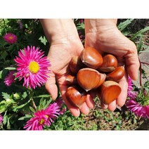 23년 햇밤 공주 정안 알밤 국내산 생밤 100%, [칼집 X] 공주 햇밤 대4Kg, 1개