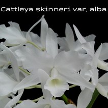 카틀레야 스키네리알바 cattleya skinneri alba, 1개