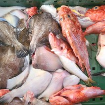 당일조업 제철생선 생물 잡어 생선구이 매운탕 탕거리 손질 후 3kg, 1개