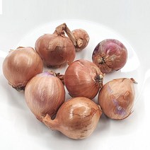 야채왕 샬롯 300g 미니양파 험댕, 1개