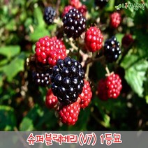 착한가격 나무생각 슈퍼블랙베리 V7*1등묘