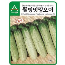 팜스마켓 오이씨앗 웰빙미니오이 40알 생식용 오이종자, 웰빙맛짱오이 40립