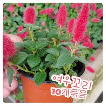 꽃나라엘리스 여우꼬리-10개묶음-너무너무 귀여운 여우꼬리