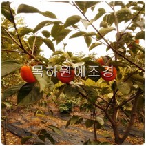 목하원예조경 감나무 묘목 (대봉) R5이상 결실주 분