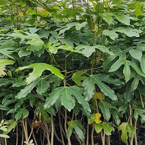 순희농장 황칠묘목 황칠나무묘목 포트50cm 3개, 황칠나무포트(상)-3 개