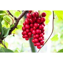 지리산뱀사골 생오미자 오미자당절임 오미자청 산지직송 자연산 22년(JB)