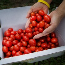 [오늘출발] 장보남 꼭지 없는 GAP 대추방울토마토 1.5kg 실중량 /우체국택배