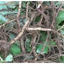 머위건재100g #머위종근#머위건재 #머위효과#머위대 #머위종근재배 #머위효과