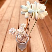 살구미인금 다육식물 화분포함1자4-230랜덤발송, 단품