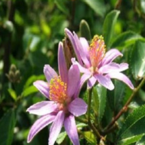 (F소망)수련목 화분(소) 4개