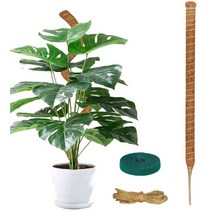 JJGoo 수제 이끼기둥 식물지지대 관엽식물기둥 식물성장유인줄 몬스테라기둥 식물말뚝 구부림가능 원예테잎포함, 89.9 cm