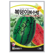 복덩이 복수박 씨앗 10립 맛좋고 식감좋은 타원형의 미니 꿀수박 세계