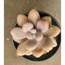 [별이네 다육] 다육 아메치스, 1개