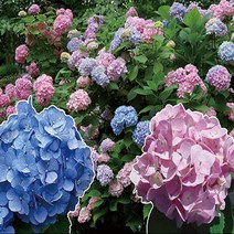 수국/엔들레스썸머오리지날/12CM포트/묘목/d0415, 1개