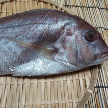 도미/참돔 국내산 참돔 대 1마리 34cm 내외 600g