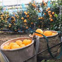 제주직송 고당도 천혜향 한라봉 3kg 5kg 가정용 선물세트, 5kg 대과(10~15과)