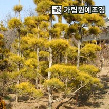 소나무 정원수 조경수 가림원예조경, 황금소나무 접목1년(2개세트)