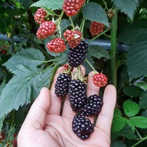 고창 23년 햇 슈퍼 복분자 블랙베리 급냉 2.5kg 5kg 10kg, 슈퍼복분자 특품 2.5kg 트레이