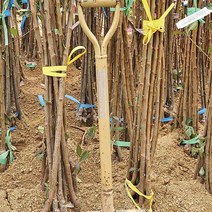 살구나무 산형3호 묘목 최소구매2개 (청아원예조경), 산형3호 특묘