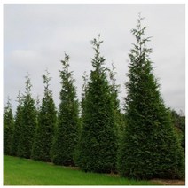 측백나무 서양측백 그린자이언트 [3년생 포트] kjot