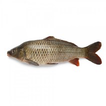 잉어엑기스 자연산 잉어즙 / 국내산 100% / 60포 1박스, 1개