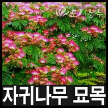 자귀나무 /실생2년/뿌리묘/10주 묘목 도시농부