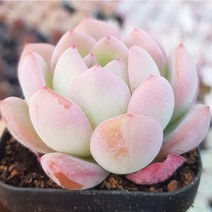 [시즌한정] - 10종 모아보기, 10번- 스타마크