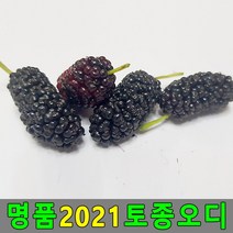 두방농산 2021 토종오디 5kg 햇오디 뽕나무열매 생오디, l눌러서구매하기ㅣ:l지금구매할게요l, 5kg_토종오디