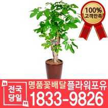 대엽홍콩 개업화분 개업선물 배달 이사 실내공기정화