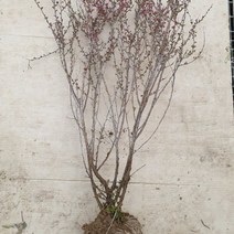 [K]이스라지 3년생 H0.6~0.8 (산앵두) #12589EA, 다담꼬 본상품선택