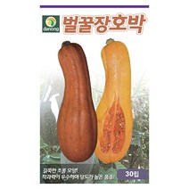 미국장원슈퍼호박 씨앗 5립 호박 호박씨 호박씨앗 채소씨 야채씨 채소씨앗 야채씨앗 재배, 04_다농_벌꿀장호박(30립)